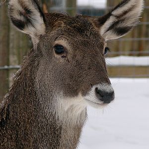 Cervus albirostris / White-lipped deer (young female), 26-12-2010