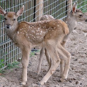 Cervus albirostris / White-lipped deer (calfs), 10-07-2010