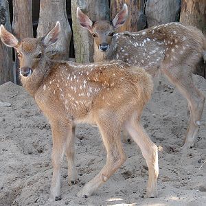 Cervus albirostris / White-lipped deer (calfs), 17-07-2010
