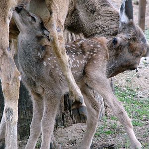Cervus albirostris / White-lipped deer (female with newborn calf), 27-06-20