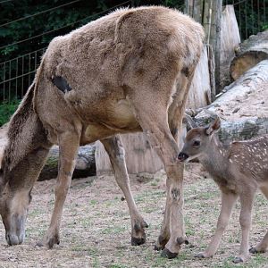 Cervus albirostris / White-lipped deer (female with newborn calf), 27-06-20