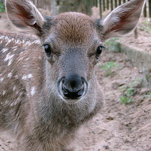 Cervus albirostris / White-lipped deer (newborn calf), 27-06-2010