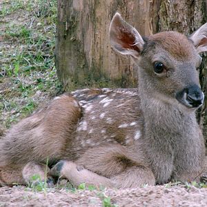 Cervus albirostris / White-lipped deer (newborn calf), 27-06-2010