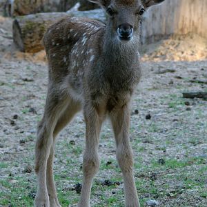 Cervus albirostris / White-lipped deer (calf), 10-07-2010