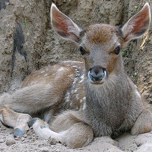 Cervus albirostris / White-lipped deer (calf), 10-07-2010