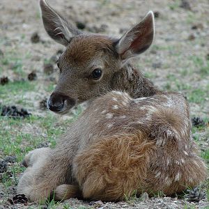 Cervus albirostris / White-lipped deer (calf), 10-07-2010
