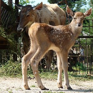 Cervus albirostris / White-lipped deer (female with newborn calf), 10-07-20