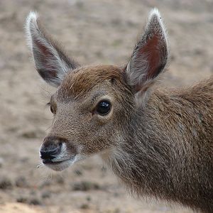 Cervus albirostris / White-lipped deer (calf), 31-07-2010