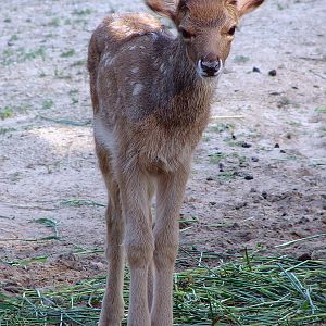Cervus albirostris / White-lipped deer (calf), 31-07-2010