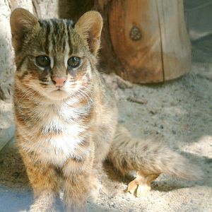 Amur Cat at Dortmund Zoo
