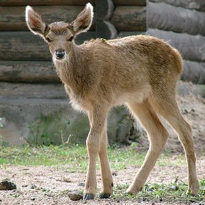 Cervus albirostris / White-lipped deer (calf), 15-08-2010