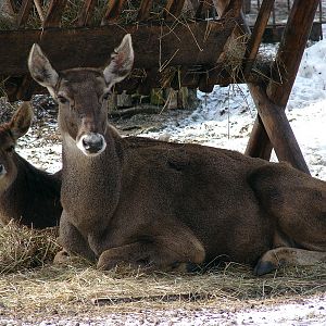 Cervus albirostris / White-lipped deer (female with young), 26-03-2011