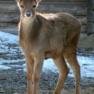 Cervus albirostris / White-lipped deer (young), 26-03-2011