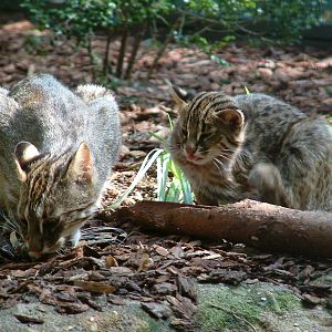 Amur Cats at Dortmund Zoo
