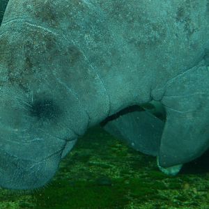 Carribean manatee (Trichechus manatus manatus)