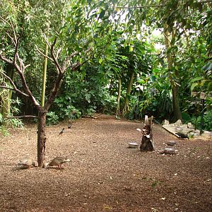 Tropical birds house