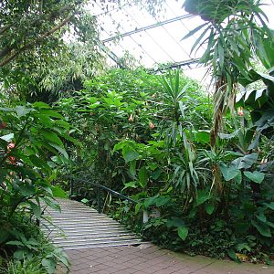 Tropical birds house