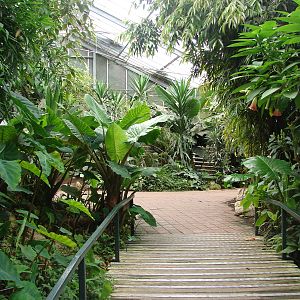 Tropical birds house