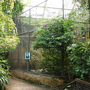 Rhinoceros hornbills aviary in the tropical birds house