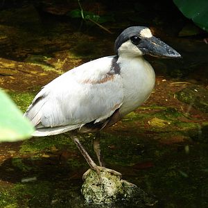 Boat billed heron (Cochlearius cochlearius)