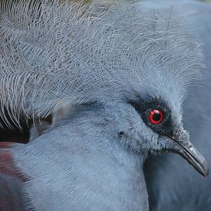 Western crowned pigeon (Goura cristata)