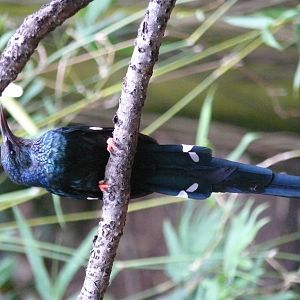 Green winged hoopoe (Phoeniculus purpureus)
