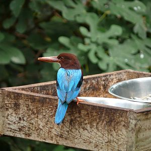 White throated kingfisher (Halcyon smyrnensis)