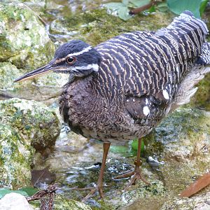 Sunbittern (Eurypyga helias)