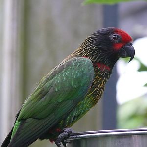 Yellowish streaked lory (Chalcopsitta sintillata)