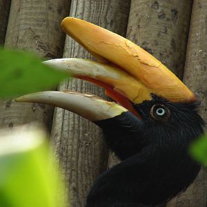 Java rhinoceros hornbill (Buceros rhinoceros silvestris)