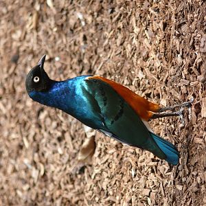 Superb starling (Lamprotornis superbus)