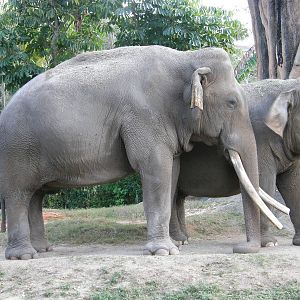 asian elephant