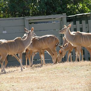 greater kudu