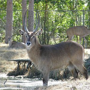 waterbuck