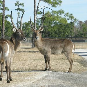 waterbuck