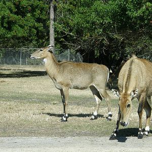 nilgai
