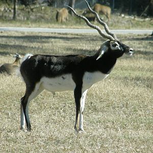 blackbuck