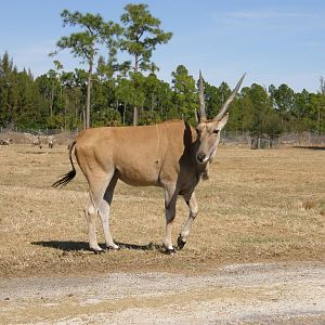 common eland