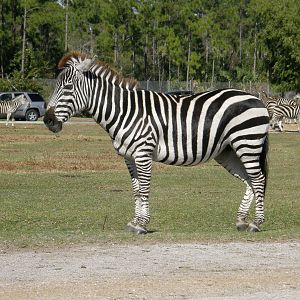 grants zebra