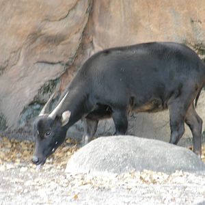 lowland anoa