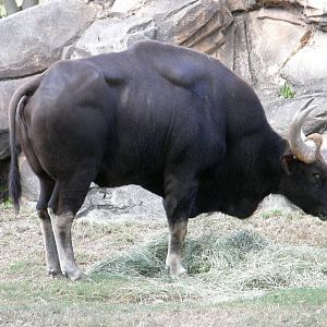 gaur male