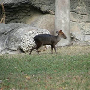 black duiker