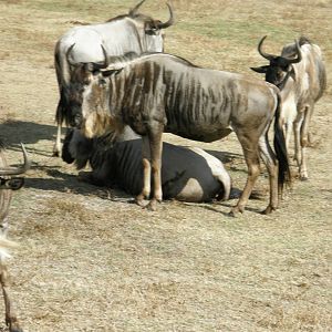 wildebeest