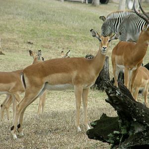 impala