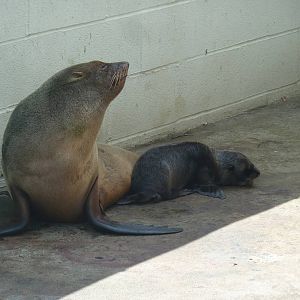 Seal Pup