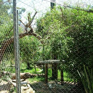 Snow Leopard Exhibit at Lisbon Zoo, 24/05/11