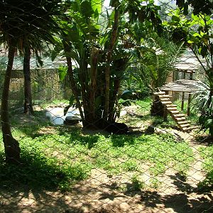 Jaguar Exhibit at Lisbon Zoo, 24/05/11