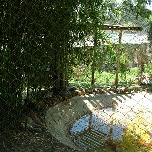 European Lynx Exhibit at Lisbon Zoo, 24/05/11
