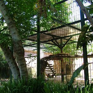 Puma Exhibit at Lisbon Zoo, 24/05/11
