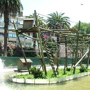 Monkey Island at Lisbon Zoo, 24/05/11